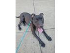 Adopt Guda a Black Mixed Breed (Large) / Mixed dog in Cincinnati, OH (38799487)