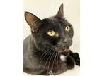 Adopt James a All Black Domestic Shorthair / Domestic Shorthair / Mixed cat in