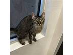 Adopt Boots a Domestic Shorthair / Mixed (short coat) cat in Greenville