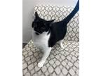 Adopt Fender a Domestic Shorthair / Mixed (short coat) cat in Greenville