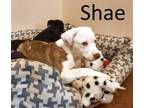 Adopt Shae a Red/Golden/Orange/Chestnut - with White Labrador Retriever /