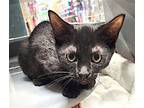Adopt Nightshade a All Black Domestic Shorthair / Mixed (short coat) cat in