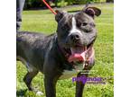 Adopt Archie a American Pit Bull Terrier / Mixed dog in Birdsboro, PA (38789730)