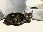 Adopt Dasher aka Dash a Gray, Blue or Silver Tabby Domestic Shorthair (short