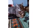 Adopt Lily a Gray, Blue or Silver Tabby Domestic Shorthair / Mixed cat in