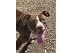 Adopt Bankston - IN FOSTER a Brown/Chocolate Mixed Breed (Medium) / Mixed dog in