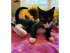 Adopt Winnie a Black (Mostly) Domestic Shorthair / Mixed (short coat) cat in Los