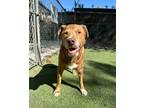 Adopt Butterscotch Sundae a Red/Golden/Orange/Chestnut Mixed Breed (Large) /