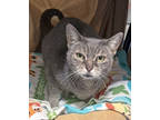 Adopt Miley a Gray or Blue Russian Blue / Domestic Shorthair / Mixed cat in