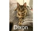 Adopt Dixon a Brown Tabby Domestic Shorthair / Mixed (short coat) cat in