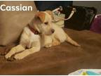 Adopt Cassian a Tan/Yellow/Fawn Labrador Retriever / Mixed dog in Florissant