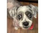 Adopt Ted Lasso a Gray/Silver/Salt & Pepper - with White Standard Schnauzer /