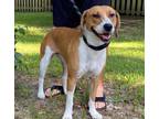 Adopt Sweetie Pie a Red/Golden/Orange/Chestnut - with White Beagle / Foxhound /