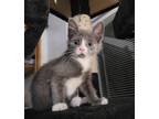 Adopt (br) Dollop a Domestic Shorthair / Mixed (short coat) cat in Fargo