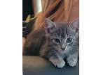 Adopt (br) Dash a Domestic Shorthair / Mixed (short coat) cat in Fargo