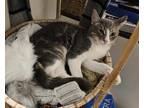 Adopt (br) Tad a Domestic Shorthair / Mixed (short coat) cat in Fargo