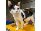 Adopt Marbles a Domestic Shorthair / Mixed (short coat) cat in Vineland