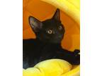 Adopt Addison a Domestic Shorthair / Mixed (short coat) cat in Hoover