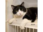 Adopt Stitch a Black & White or Tuxedo Domestic Shorthair / Mixed cat in Hot