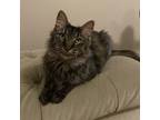 Adopt Fiona Morgan a Brown or Chocolate Maine Coon / Mixed cat in Huntsville