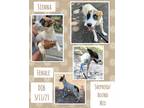 Adopt Sienna a Foxhound / German Shepherd Dog dog in Caldwell, TX (38654014)