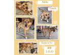 Adopt Adobe a Red/Golden/Orange/Chestnut Foxhound / German Shepherd Dog / Mixed