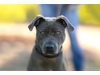 Adopt Azul a American Pit Bull Terrier / Mixed dog in San Diego, CA (38868367)