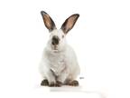 Adopt Lucie (snow White) a Californian / Mixed rabbit in Squamish, BC (38651345)