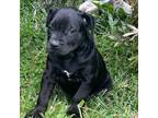 Adopt Vacuum litter Miele a Black Labrador Retriever / American Pit Bull Terrier