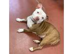 Adopt Jayla a Pit Bull Terrier / Mixed dog in Salisbury, MD (38794078)