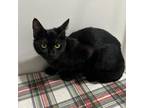Adopt Oopsie a All Black Domestic Mediumhair / Mixed cat in Livingston