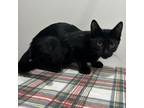 Adopt Orbit a All Black Domestic Longhair / Mixed cat in Livingston
