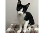 Adopt Oz a All Black Domestic Mediumhair / Mixed cat in Livingston
