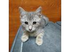 Adopt Luigi a Gray or Blue Domestic Shorthair / Mixed cat in Yucaipa