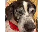 Adopt Mavis a German Shorthaired Pointer