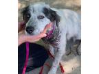 Adopt Tanzie a Border Collie