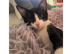 Adopt Twix a Black & White or Tuxedo Domestic Shorthair / Mixed (short coat) cat