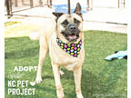 Adopt Apollo a Tan/Yellow/Fawn Akita / Mixed dog in Kansas City, MO (38693377)