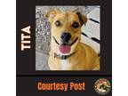 Adopt TITA a Tan/Yellow/Fawn Labrador Retriever / Shiba Inu / Mixed dog in