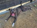 Adopt BINDI a Gray/Blue/Silver/Salt & Pepper Pit Bull Terrier / Mixed dog in
