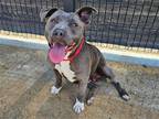 Adopt TERRI a Gray/Blue/Silver/Salt & Pepper Pit Bull Terrier / Mixed dog in