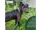 Adopt Ebony a Black Labrador Retriever / Mixed dog in Hinesburg, VT (38670534)