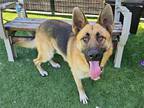 Adopt GIBSON a Black German Shepherd Dog / Mixed dog in Tustin, CA (38875139)