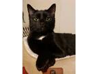 Adopt Phyllis (23-387) & George (23-390) a Domestic Shorthair / Mixed cat in