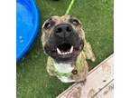 Adopt Scarlet a Brindle American Pit Bull Terrier / Mixed dog in El Paso