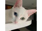 Adopt Cassy a White Domestic Shorthair / Mixed cat in Houston, TX (38897183)