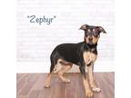 Adopt Zephyr a Black Terrier (Unknown Type, Small) / Mixed dog in Montgomery