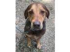 Adopt Reese Walton a Bloodhound / Labrador Retriever / Mixed dog in Roswell