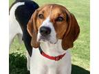 Adopt Buck - Deb's Dog of the Month a White Treeing Walker Coonhound / Mixed dog