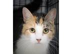Adopt Siesta a Calico or Dilute Calico Calico / Mixed (short coat) cat in